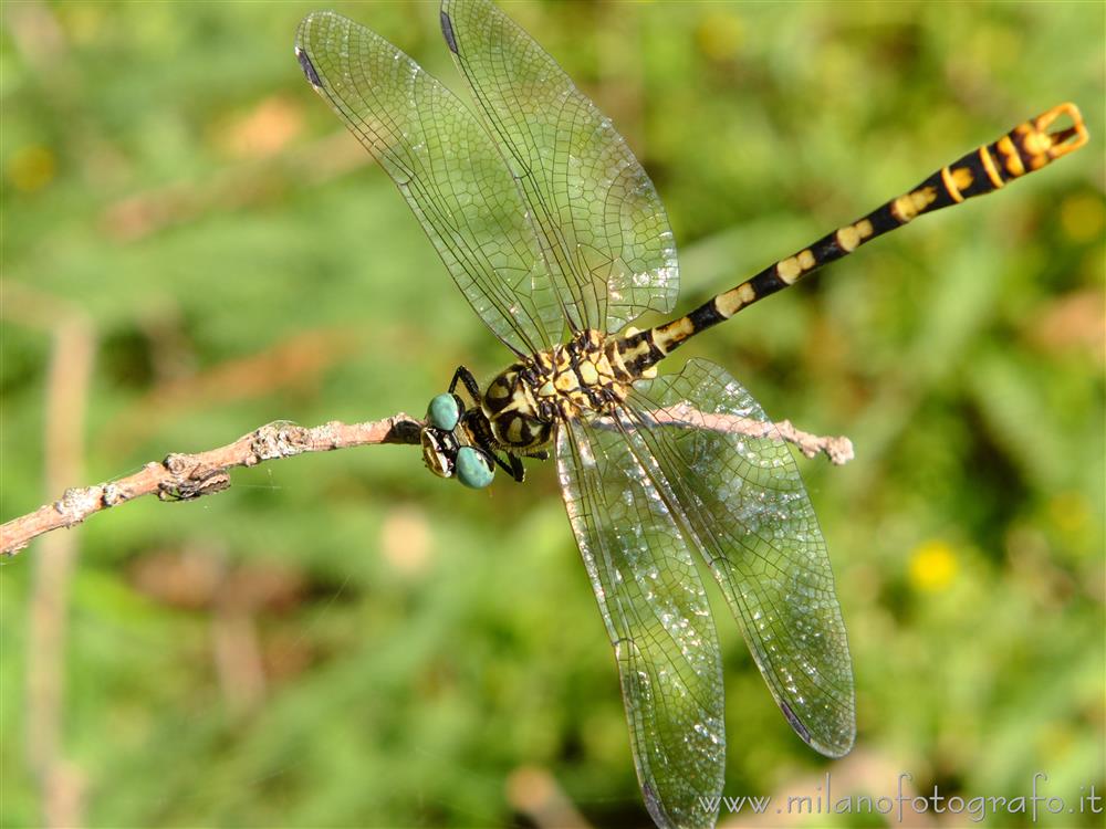 Cadrezzate (Varese) - Onychogomphus forcipatus maschio